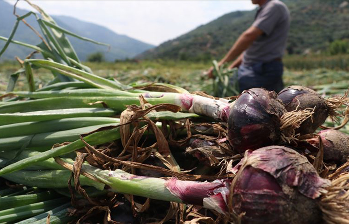 Avrupa ve Orta Doğu ülkelerinden mor soğan talebi
