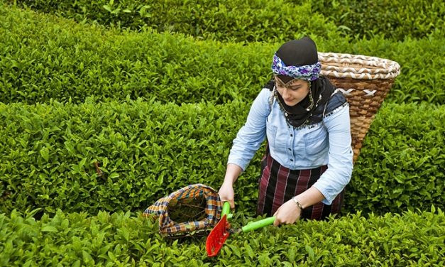 ÇAYKUR’da yaş çay bedeli ödemelerine başlandı