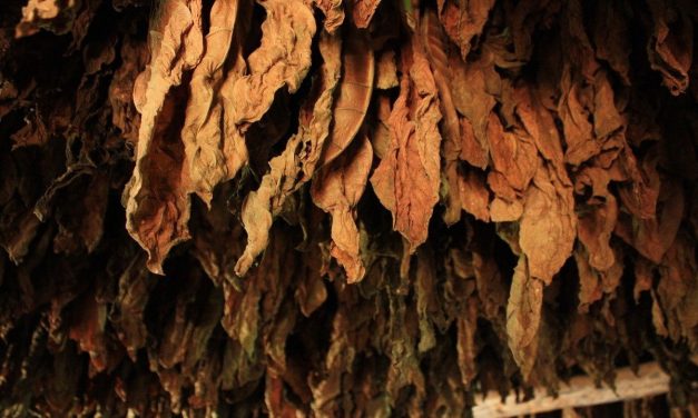 AK Parti’den kaçak tütüne karşı kanun teklifi