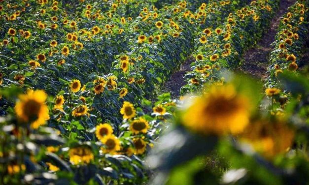 Ayçiçeğinde hasat bitti, gümrük vergisi yüzde 5’e çıkarıldı