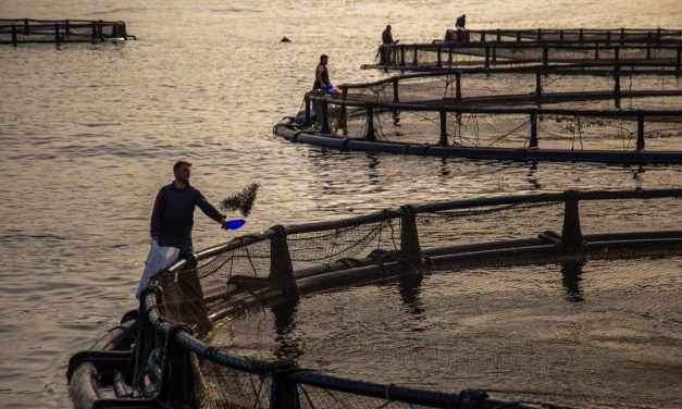 Bakan Nebati, kıyı balıkçılığı takviyelerini açıkladı