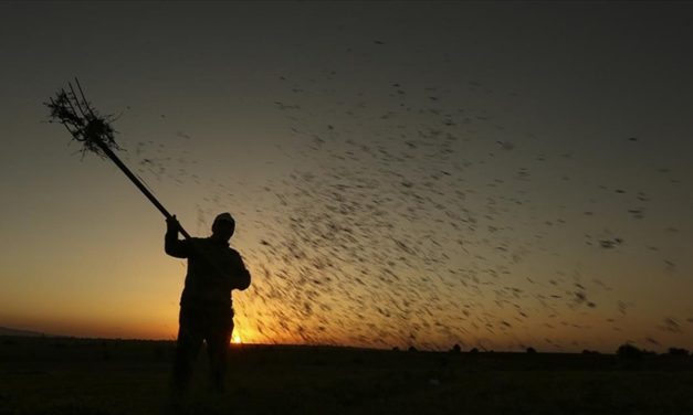 TARSİM’den üreticiye 366 milyon TL kuraklık ödemesi