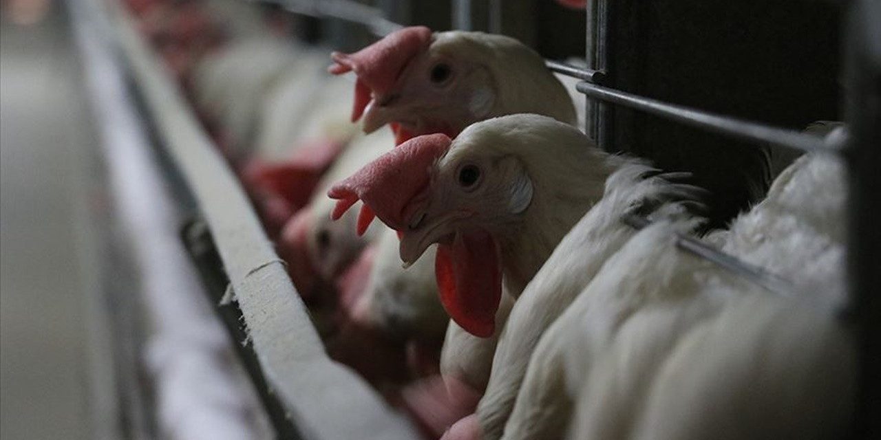 Tavuk eti ve yumurtası üretimi ağustosta arttı