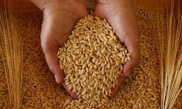 TMO, 395 bin ton yemlik arpa aldı