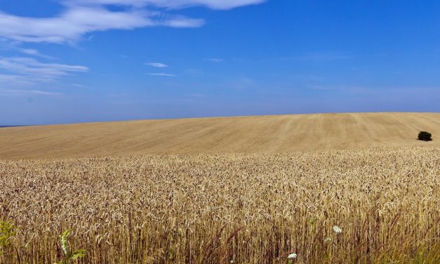 TMO, buğday ihalesinde teklifleri aldı