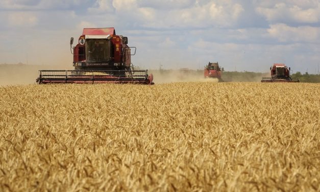 TMO’dan yeni buğday ihalesi