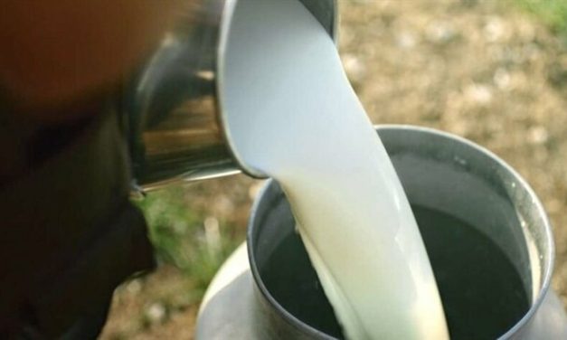 Toplanan inek sütü ölçüsü yüzde 2,9 azaldı