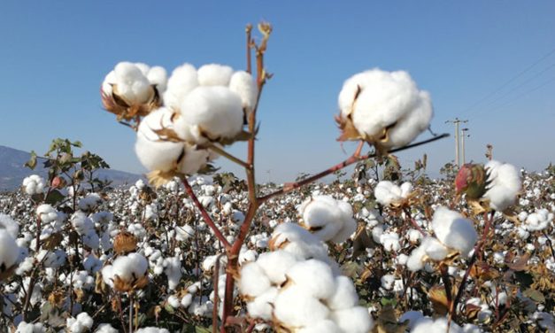 TZOB’dan pamukta prim dayanakların artırılması talebi