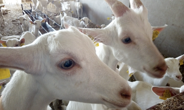 Yetiştiricilerden sigorta primlerinin düşürülmesi talebi