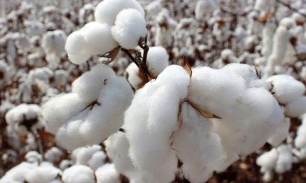 Ekim alanı arttı, 1 milyon ton lif pamuk üretimi bekleniyor