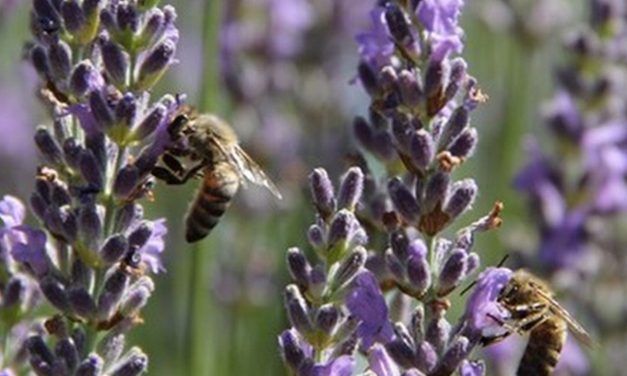 Lavanta tarımı ‘Dijital Lavandist Okulu’ ile yaygınlaştırılacak