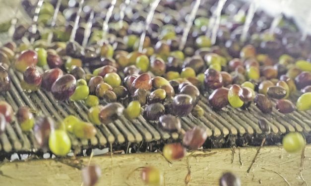 Marmarabirlik eser alım fiyatlarını açıkladı