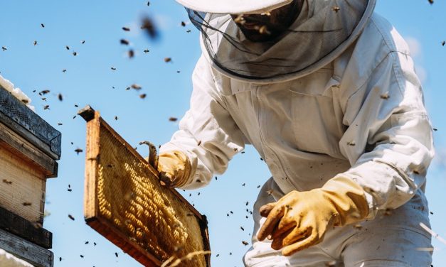 Organik arıcılık dayanaklarına ait asıllar belirlendi