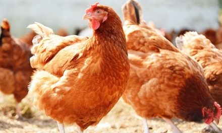 Tavuk eti ve yumurtası üretimi arttı