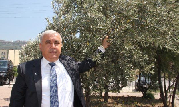 Türkiye, sofralık zeytinde dünyada birinci, zeytinyağında dünyada ikinciliğe yükselecek