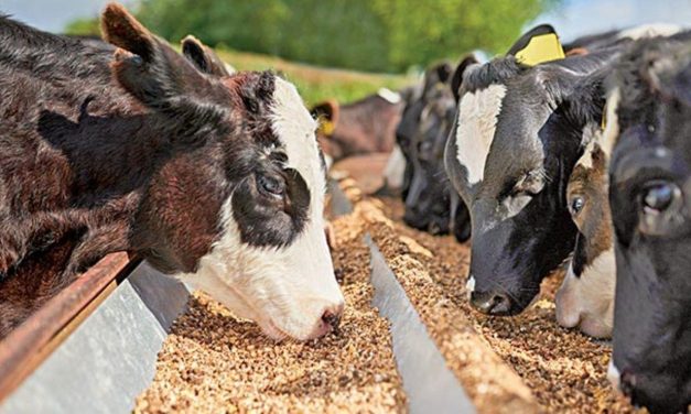Hakkari’deki besicilerin çabası başladı