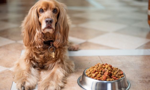Hayat pahalılığı nedeniyle beşerler evcil hayvan maması yiyorlar