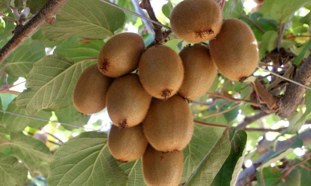 Üreticinin yüzünü güldürdü