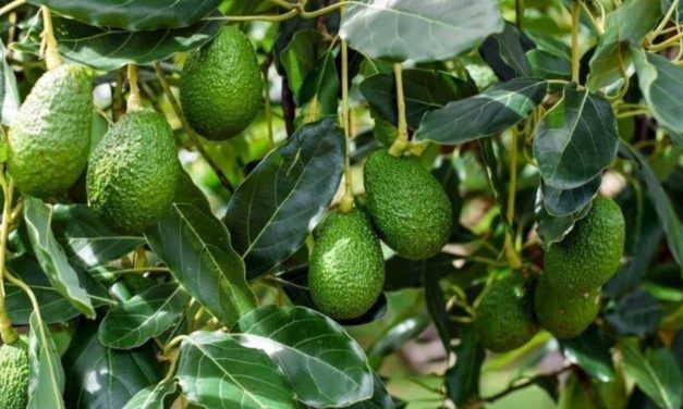 Avokado ve kekik üreticisini sevindirdi