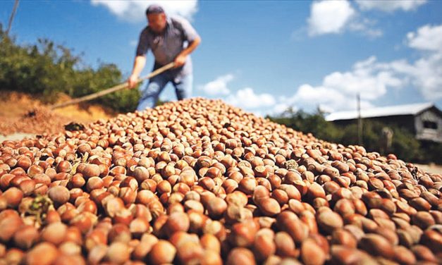 Fındık yeni pazar bulmak için 15 ülkede tanıtılacak