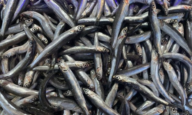 Hamsi şenliğinde 3 ton hamsi dağıtıldı