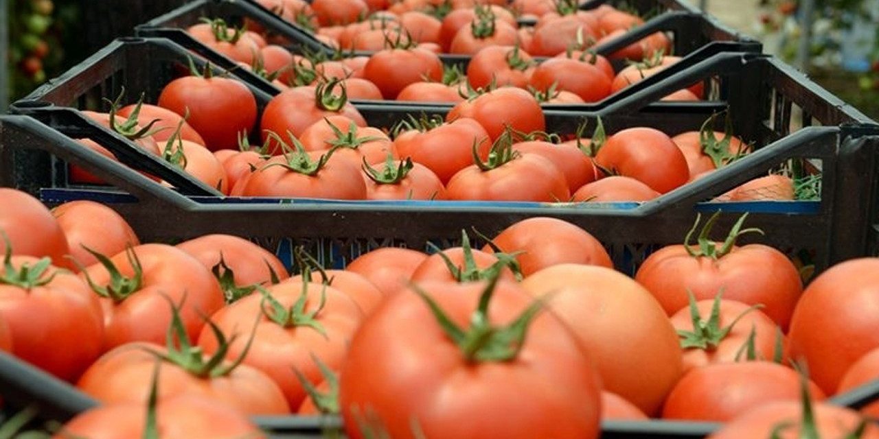 Mersin’in güz domatesi Katar’a ihraç ediliyor