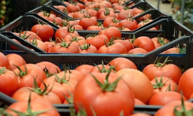 Mersin’in güz domatesi Katar’a ihraç ediliyor