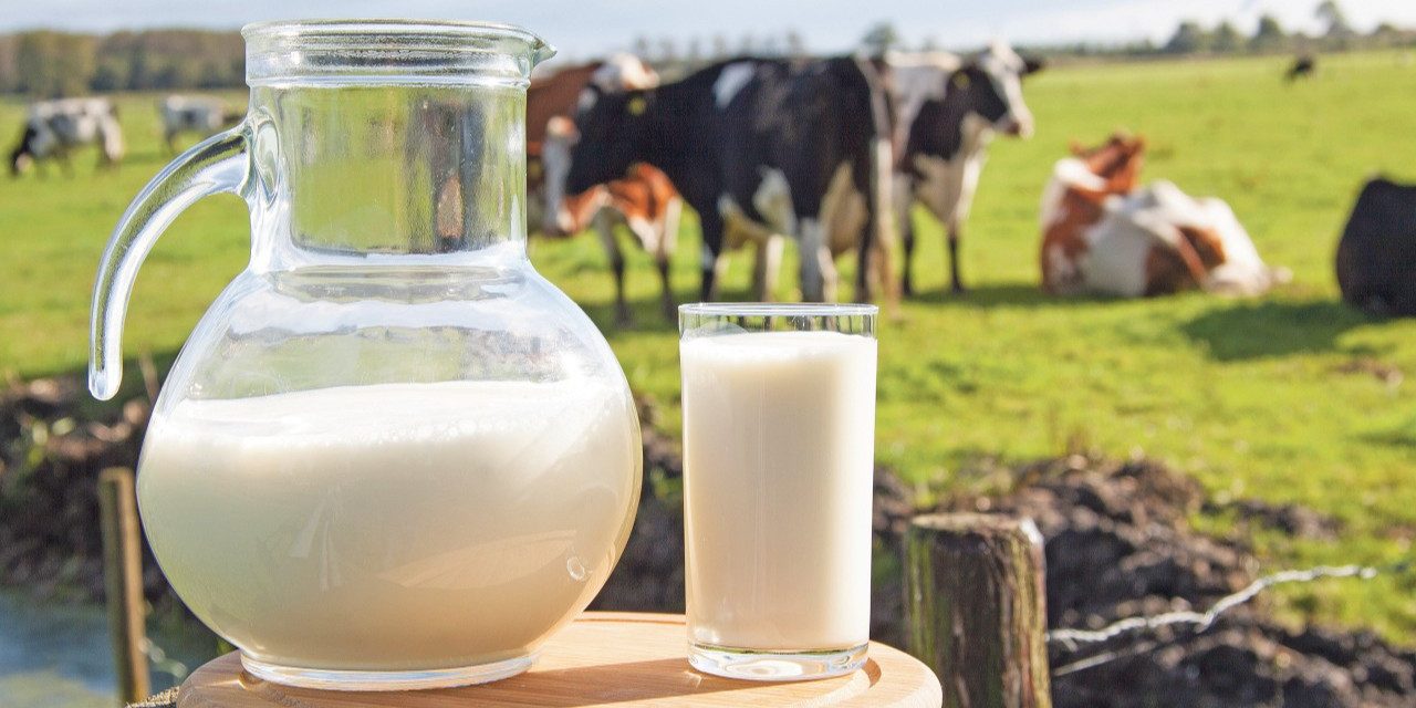 Süt üreticilerine sağlanacak dayanağın ayrıntıları aşikâr oldu