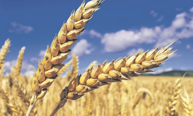 Tarımda tüm vakitlerin ihracat rekoru