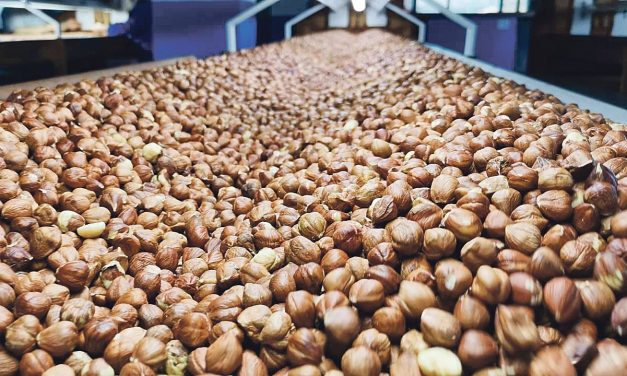 Ticaret borsalarında 477 binin tonun üzerinde fındık süreç gördü