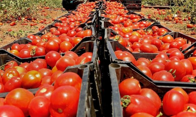 Türkiye’den 54 ülkeye domates ihracatı