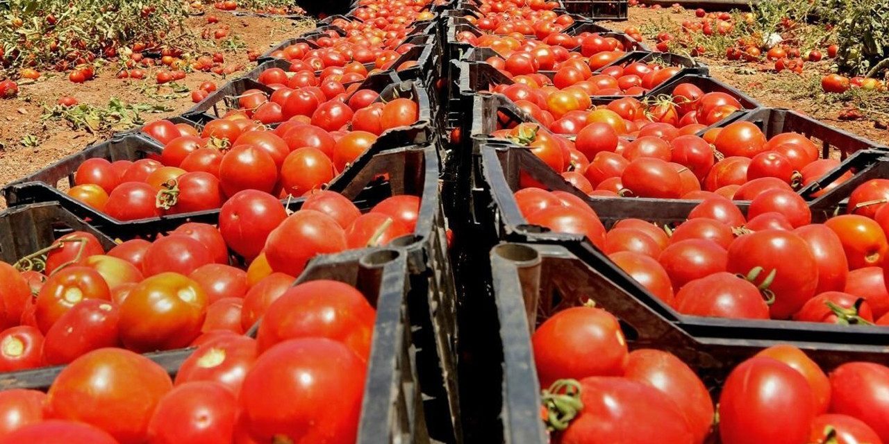 Türkiye’den 54 ülkeye domates ihracı