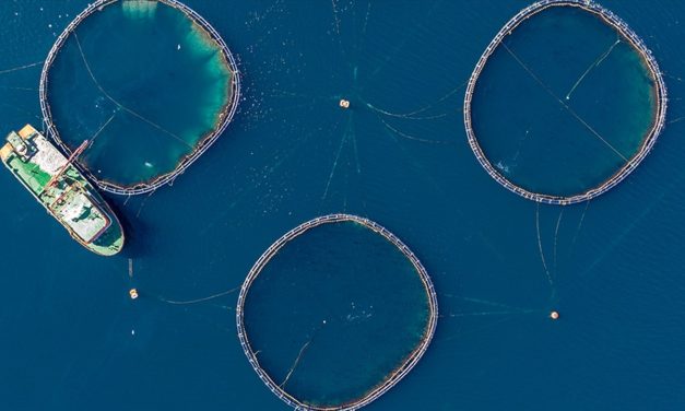 Türkiye’nin 2022’deki su eserleri ihracatında çipura, levrek ve Türk somonu başı çekti