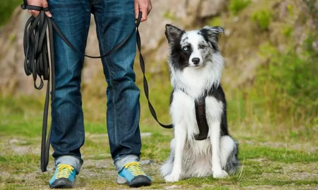 Köpek Eğitiminin Faydaları