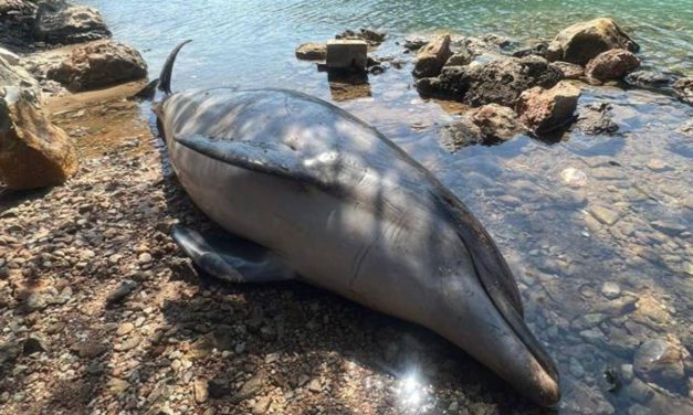 Bodrum’da meyyit yunus kıyıya vurdu