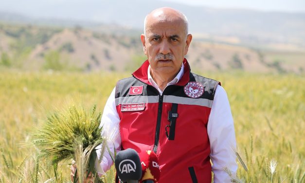 Buğdayda rekolte beklentisi ne olacak?