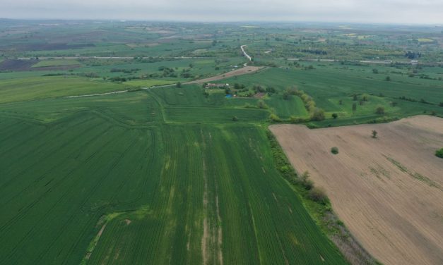 Buğdayda yüksek rekolte beklentisi arttı