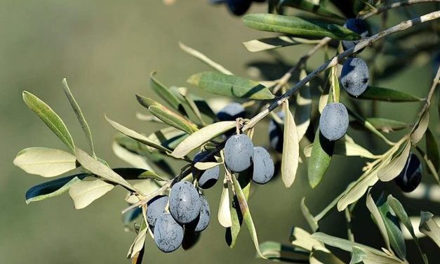 Gemlik zeytinine Avrupa Birliği tescili geliyor