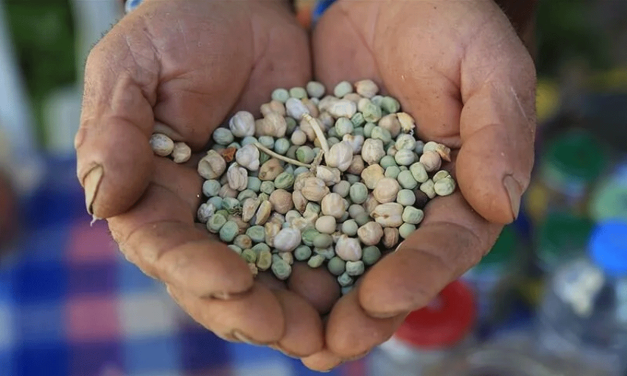 Keçiören Belediyesi çiftçilere fiyatsız fide dağıtıyor