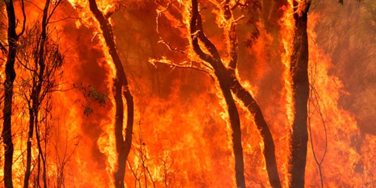 Orman yangınlarına sanal gerçeklik farkındalığı
