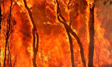 Orman yangınlarına sanal gerçeklik farkındalığı