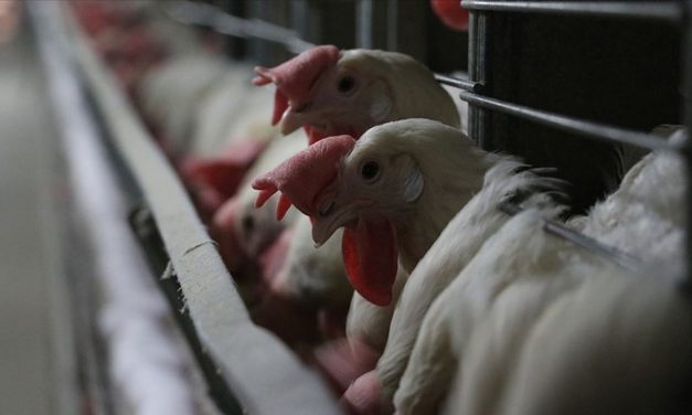 Tavuk eti üretimi martta geçen yıla nazaran yüzde 1,5 azaldı