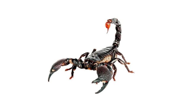 Uçakta yolcuyu akrep soktu