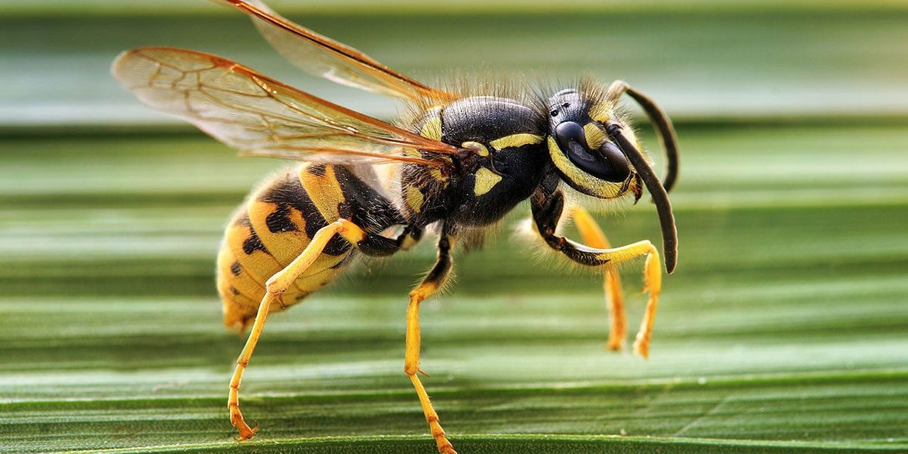 Birleşik Arap Emirlikleri’nde arıların genetiği değiştirildi